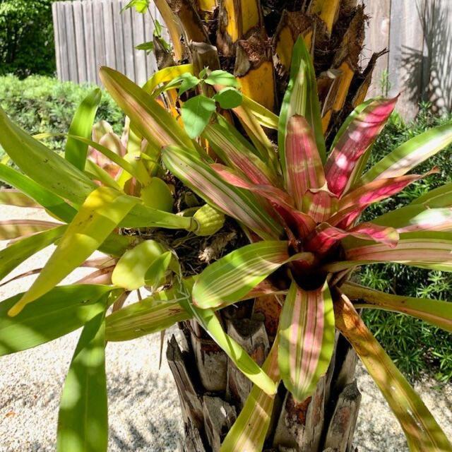 הוילה Hiddengem In Charming Sarasota, Florida מראה חיצוני תמונה